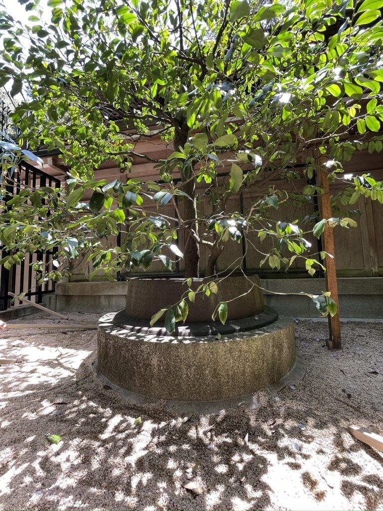 荒神影向の榊
Kojinyogo no sakaki